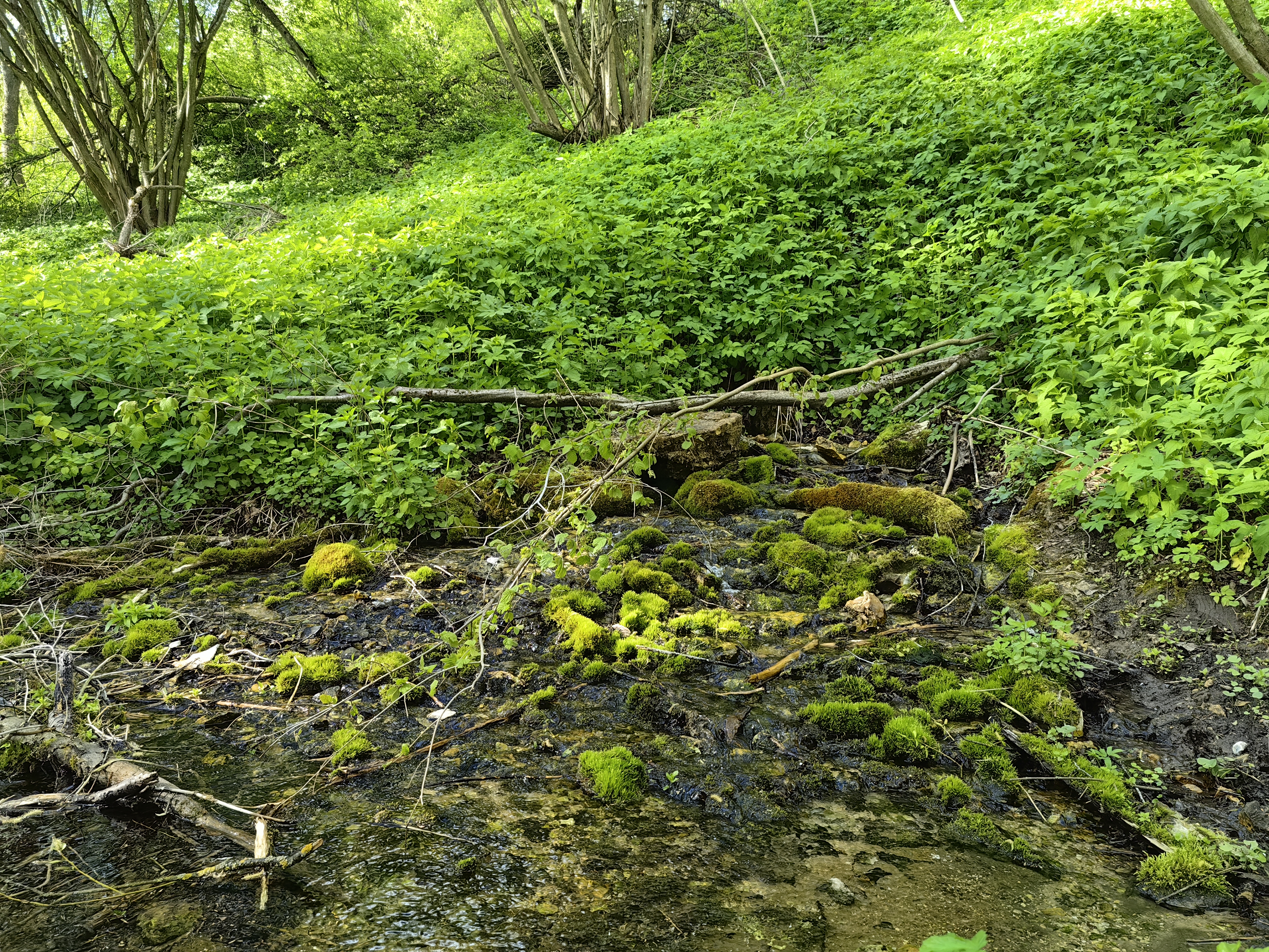 IMG 20240504 165008