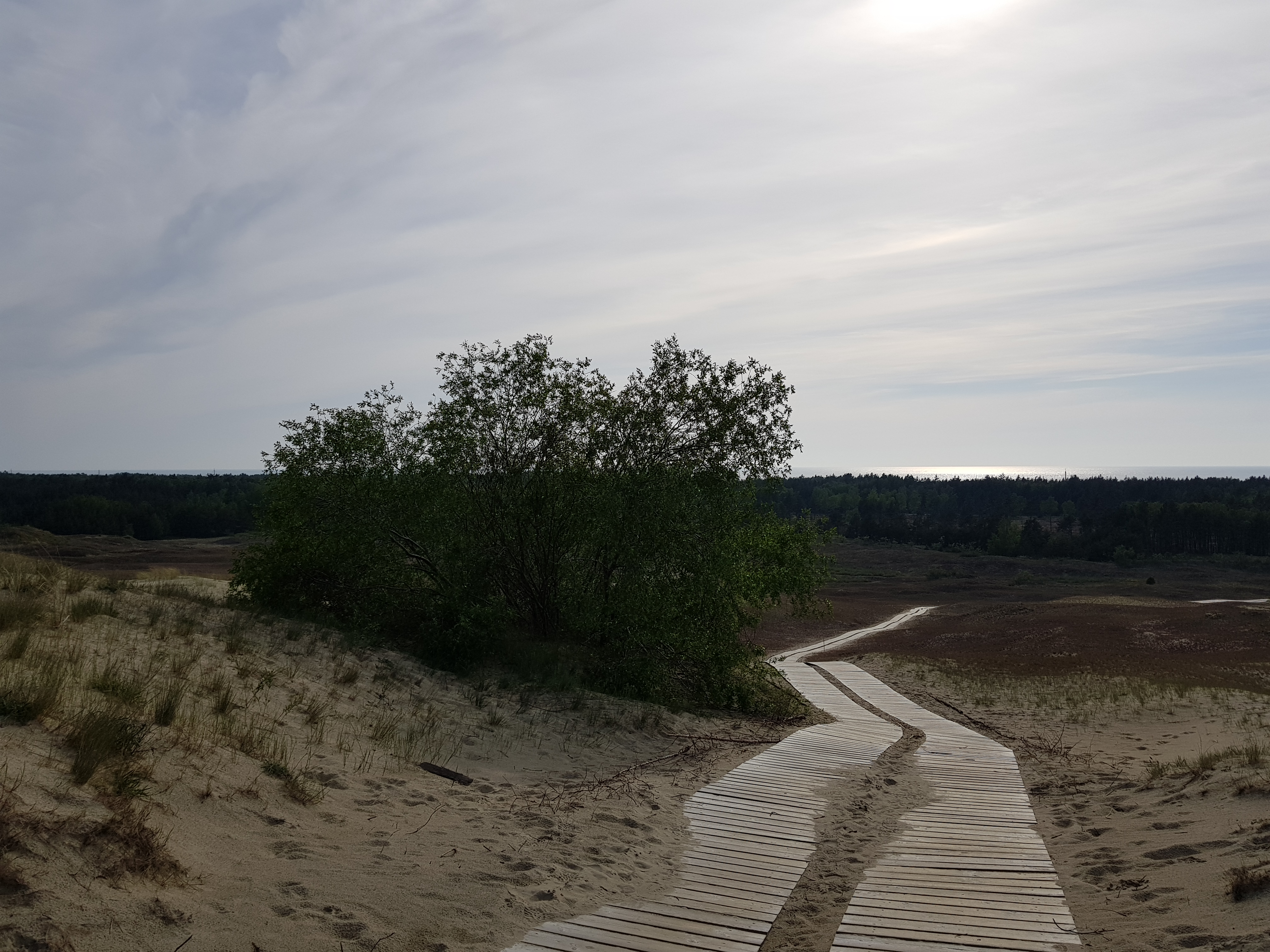 Куршская коса, серые дюны
